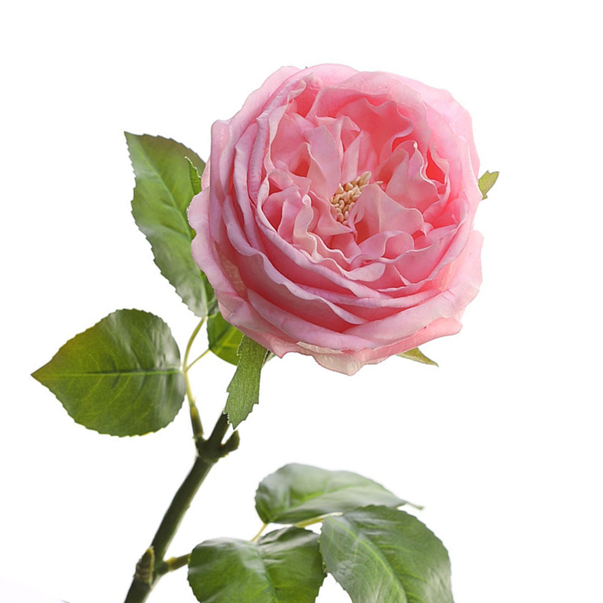Austin Cabbage Roses Real Touch Flowers