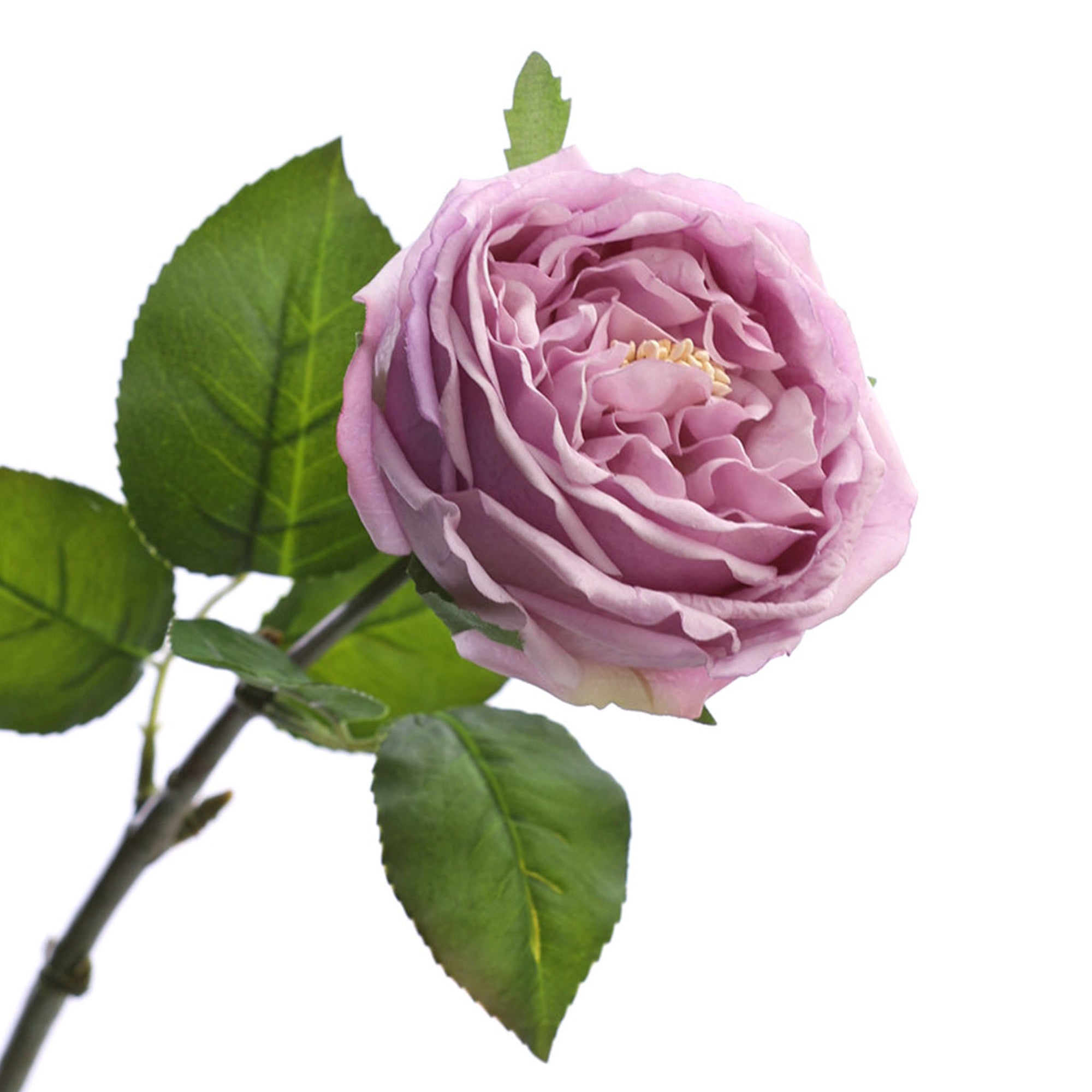 Austin Cabbage Roses Real Touch Flowers