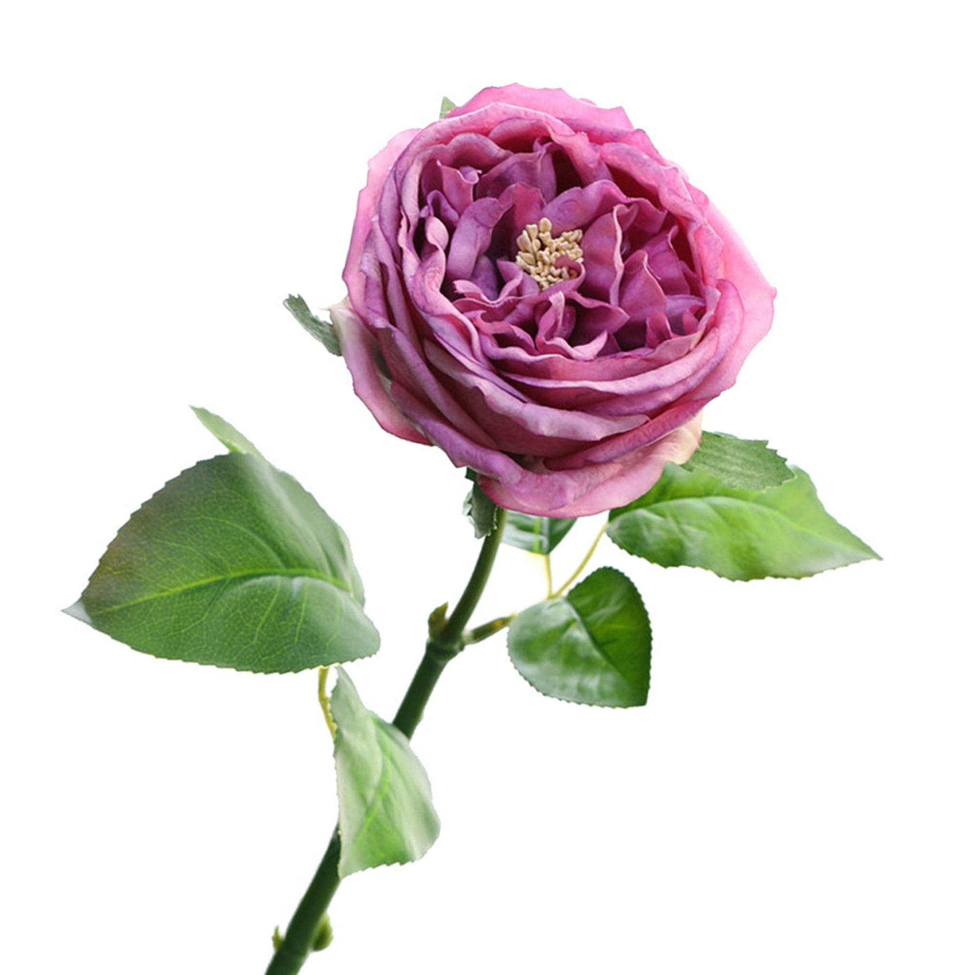 Austin Cabbage Roses Real Touch Flowers