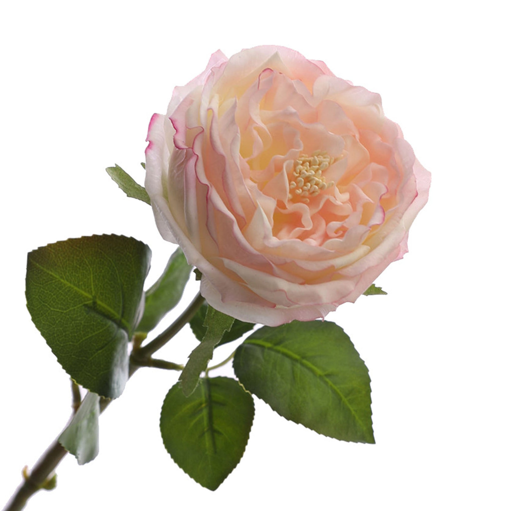 Austin Cabbage Roses Real Touch Flowers - VANRINA