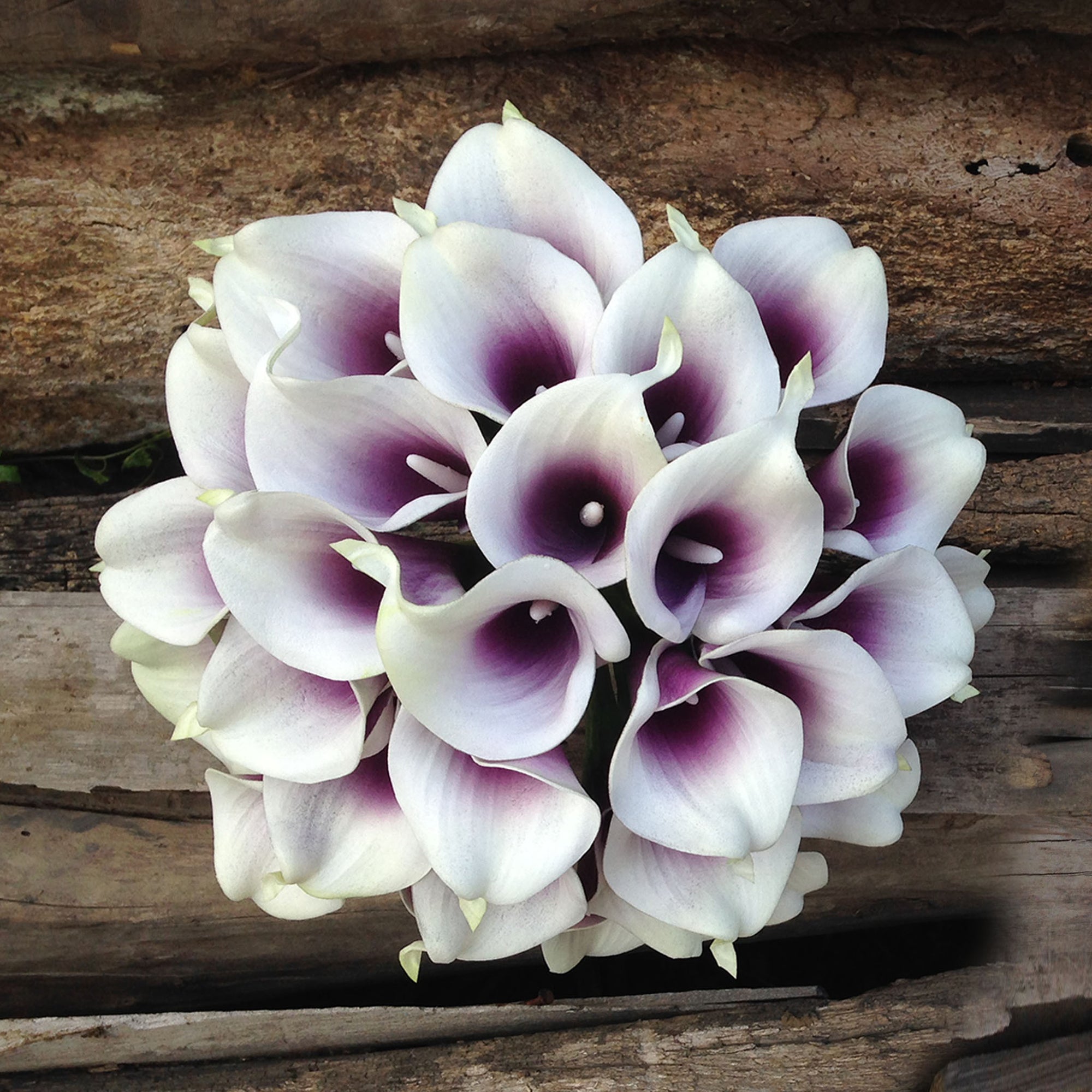 Picasso Purple Calla Lily Bouquet Plum Wedding Flowers