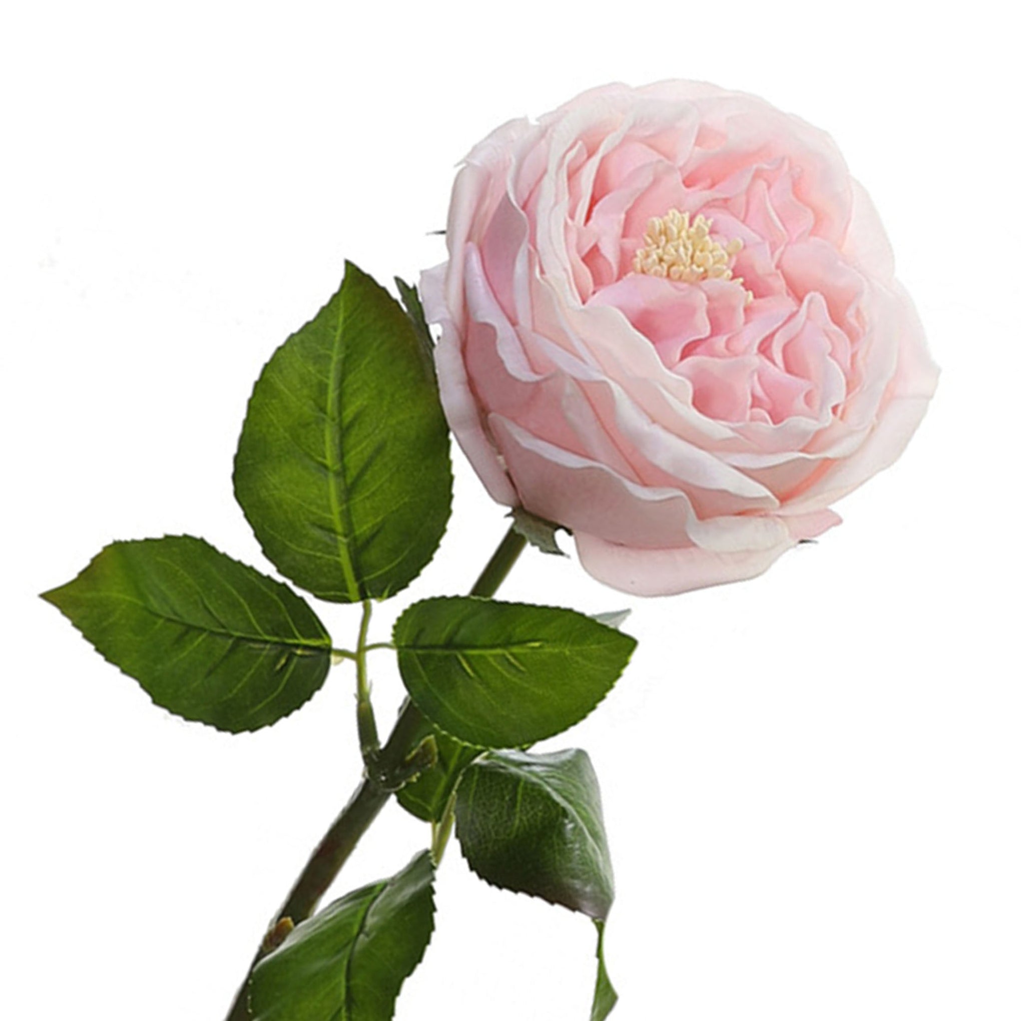 Austin Cabbage Roses Real Touch Flowers - VANRINA