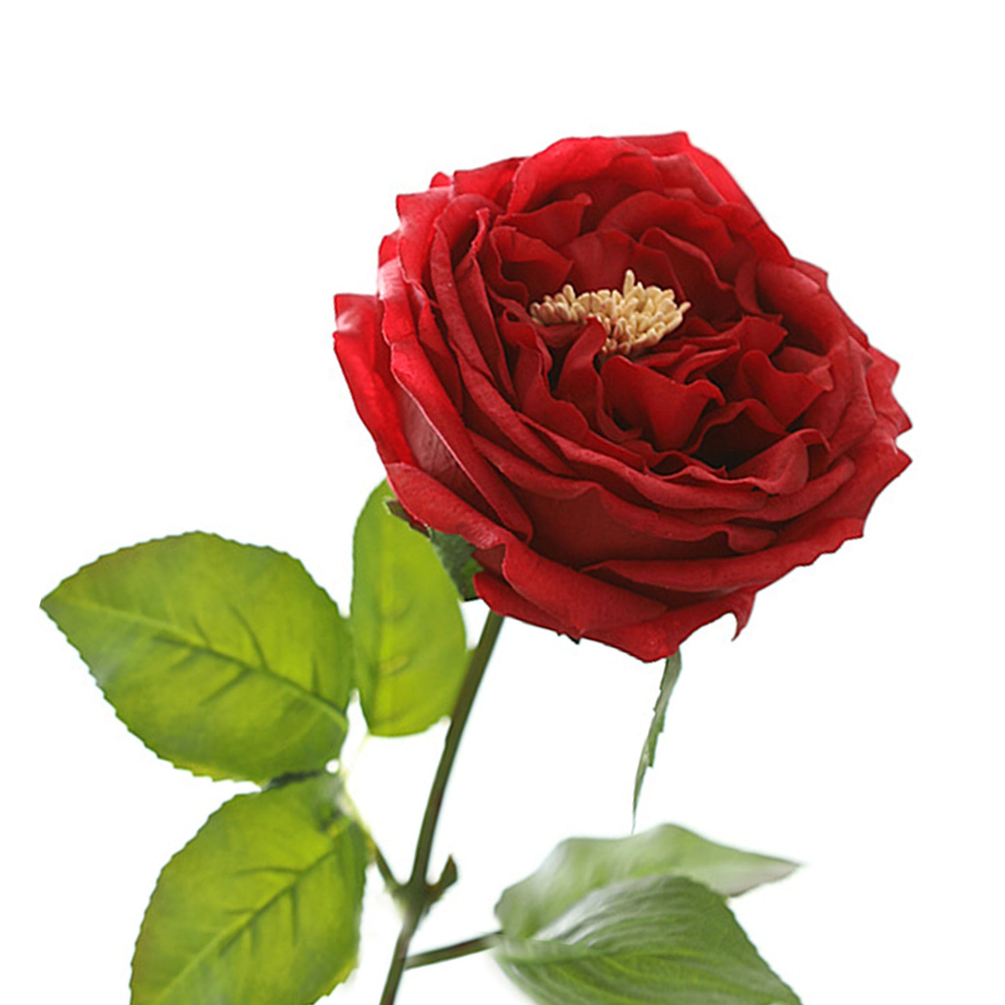 Austin Cabbage Roses Real Touch Flowers - VANRINA