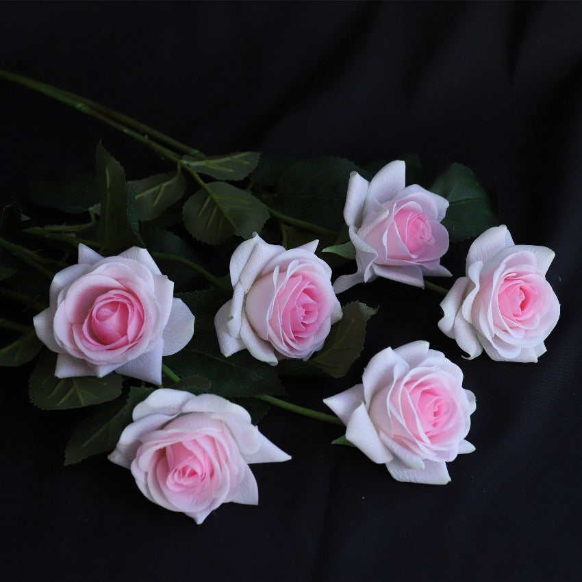 light pink roses