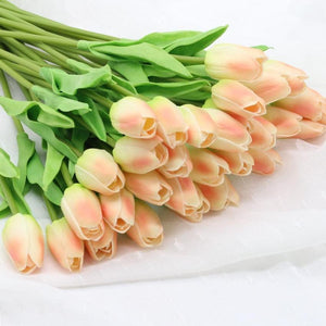 champagne tulip flowers
